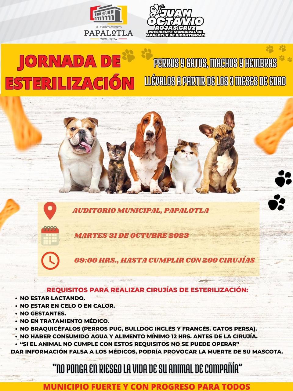 ‘Esterilización de perros y gatos, machos y hembras’, llévalos a partir de los 3 meses de edad